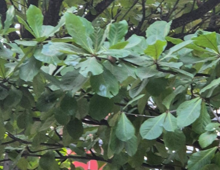 Buchanania lanzan