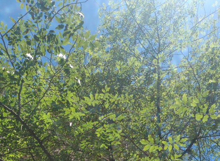 Myrocarpus frondosus