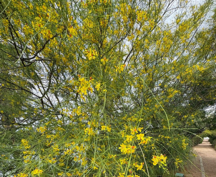 Parkinsonia aculeata