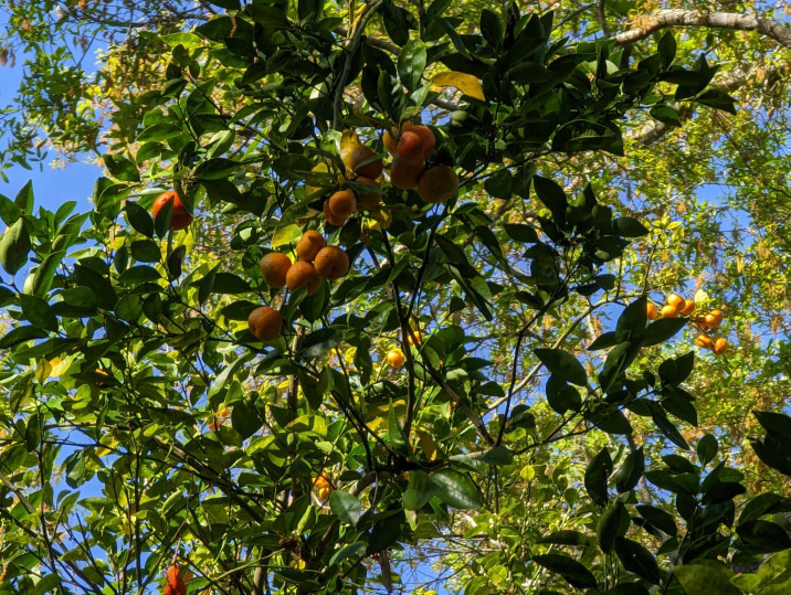 Citrus unshiu
