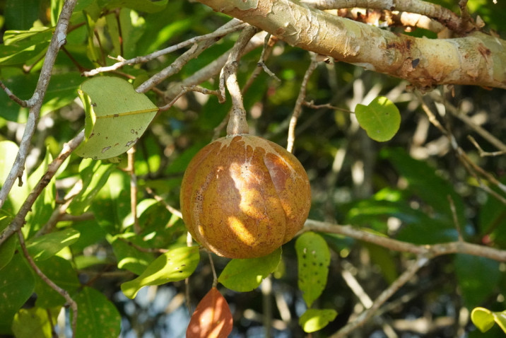 Xylocarpus granatum