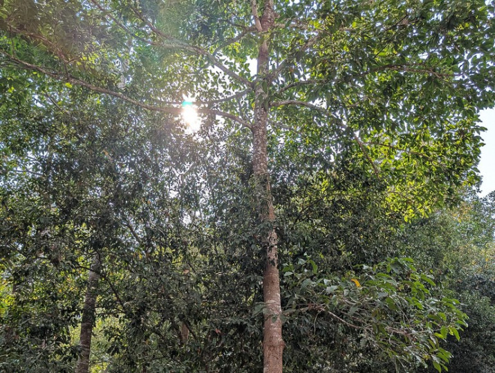 Dipterocarpus alatus