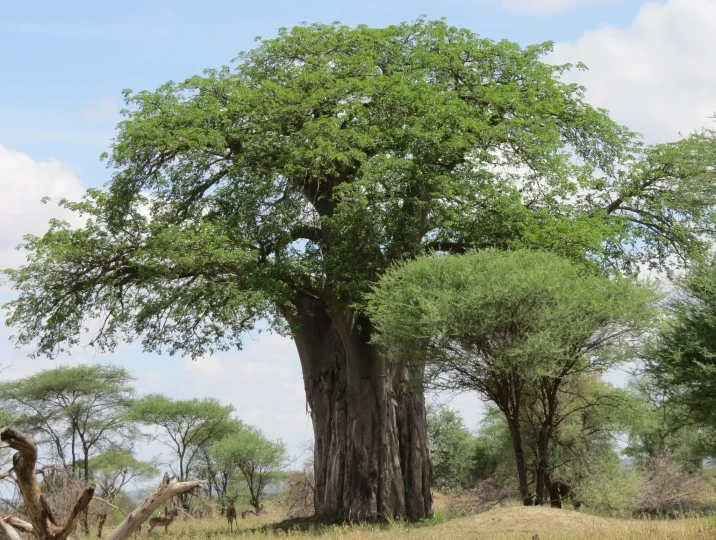 Adansonia digitata