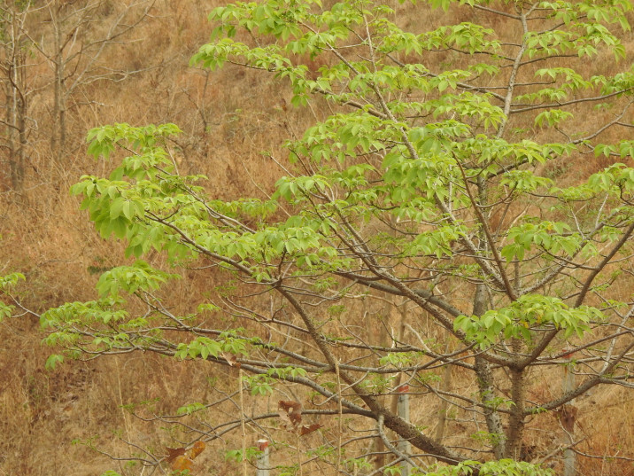 Bombacopsis quinata