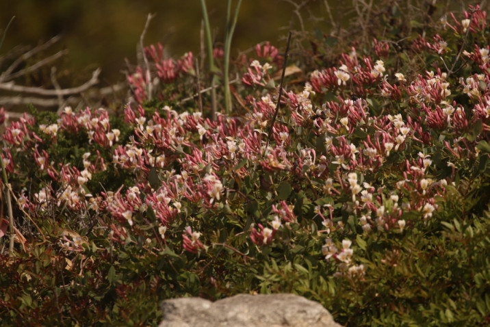 Lonicera implexa