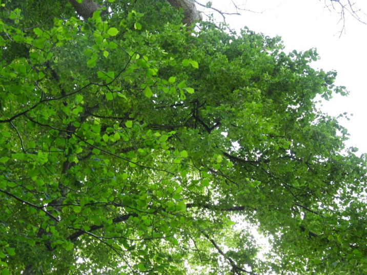 Tilia platyphyllos