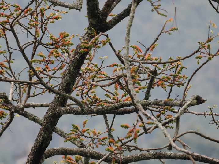 Acrocarpus fraxinifolius