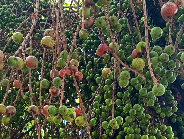 Ficus sur