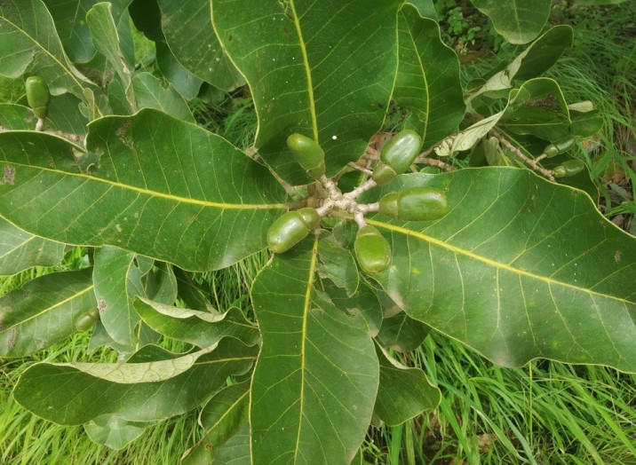 Semecarpus anacardium