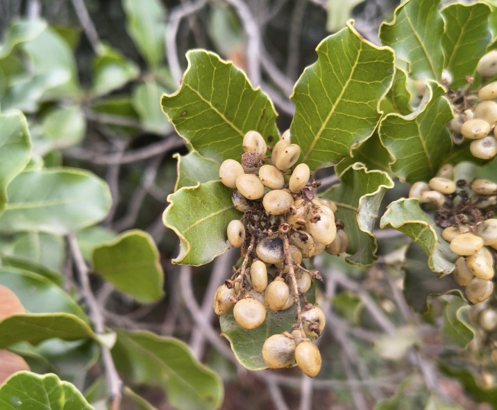 Lithraea caustica