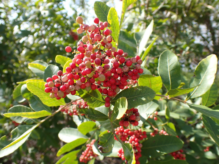 Schinus terebinthifolius