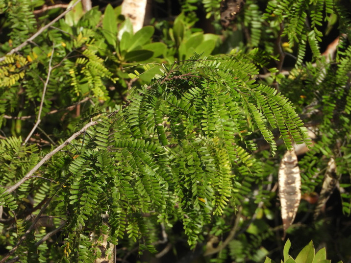 Lysiloma latisiliquum