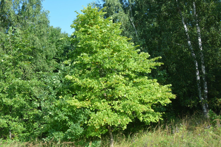 Ulmus laevis
