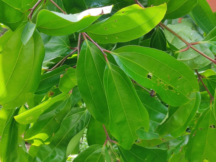Cinnamomum tamala