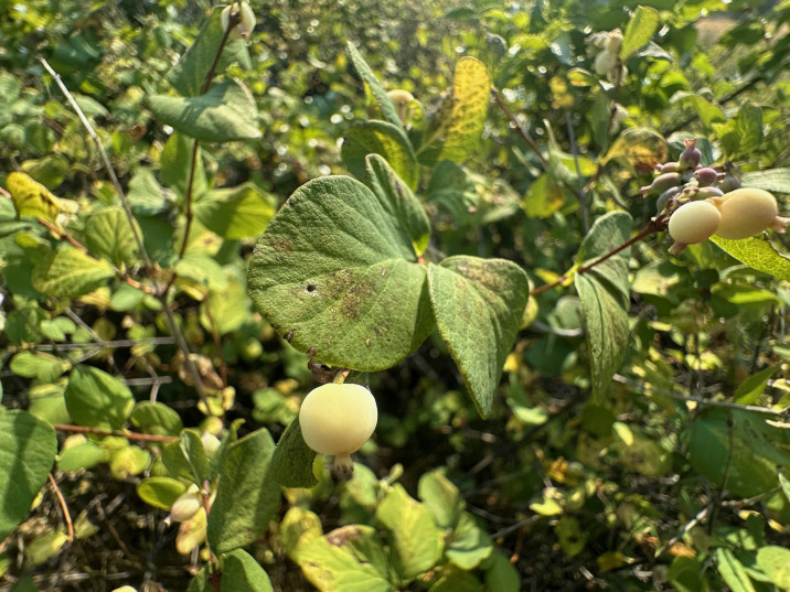 Symphoricarpos albus