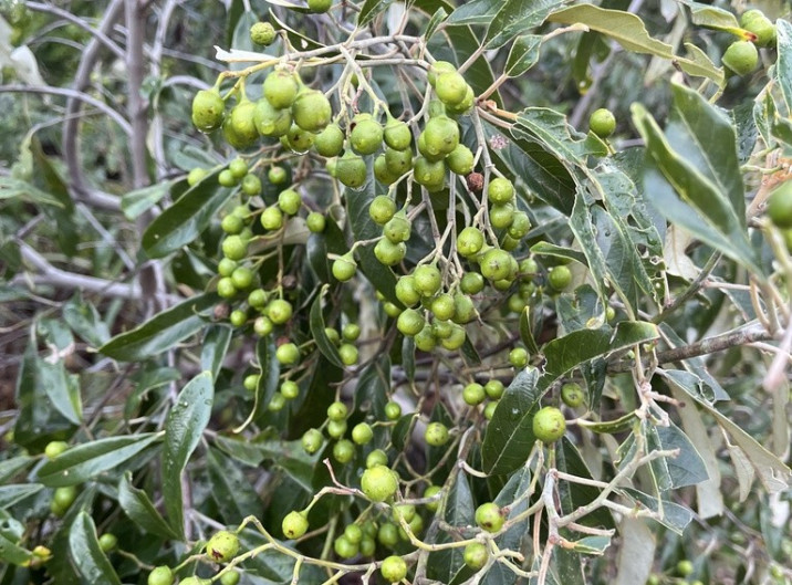 Alphitonia excelsa