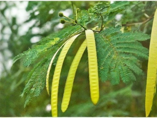 Leucaena trichandra