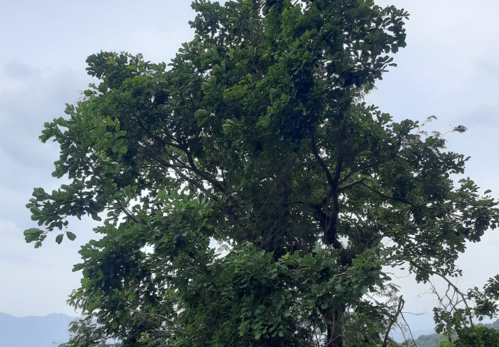 Pterocarpus marsupium