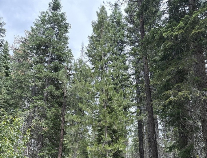 Pinus contorta