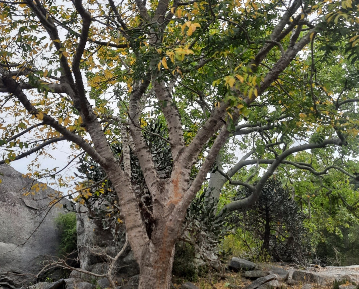Mangifera pinnata