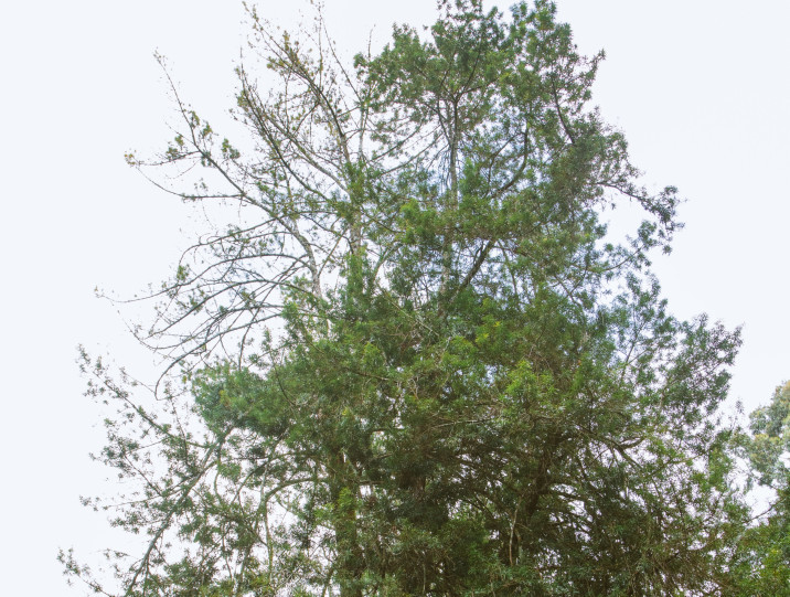 Afrocarpus usambarensis