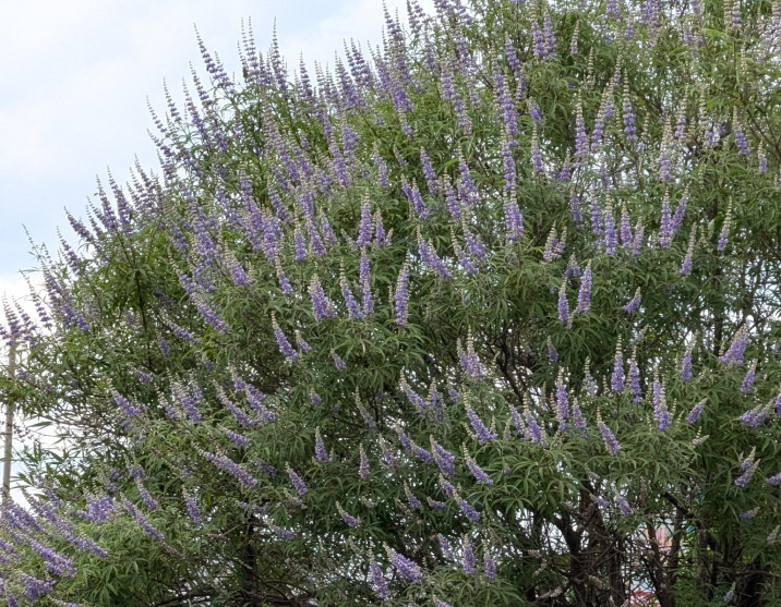 Vitex agnus-castus