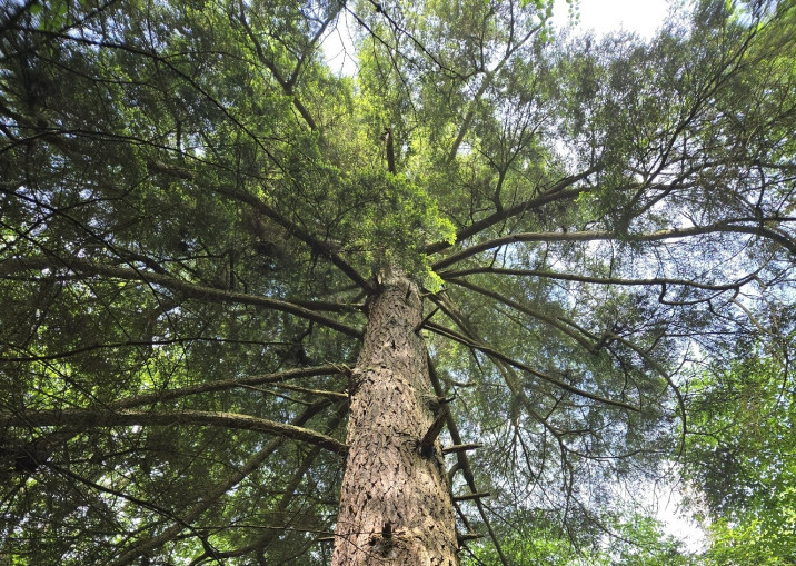 Tsuga canadensis