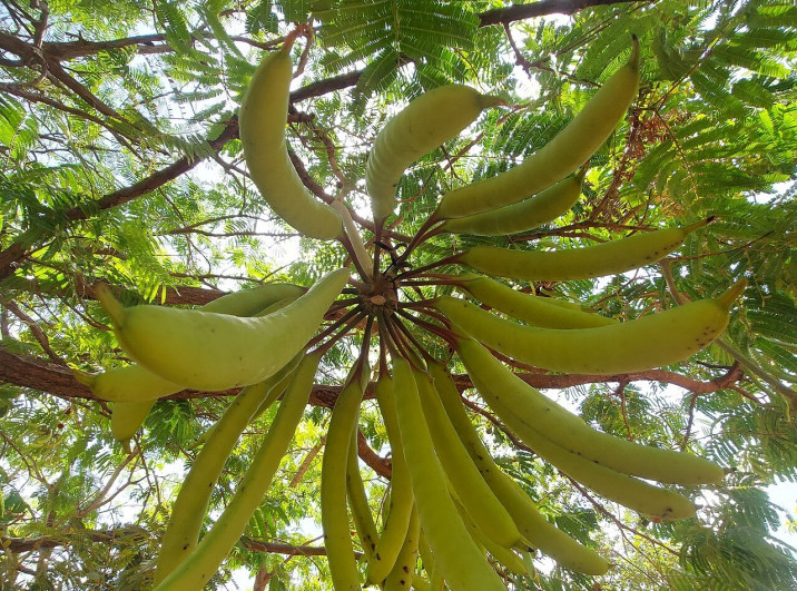 Parkia biglobosa