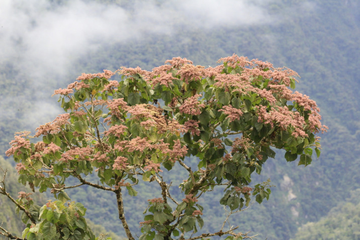 Heliocarpus popayanensis