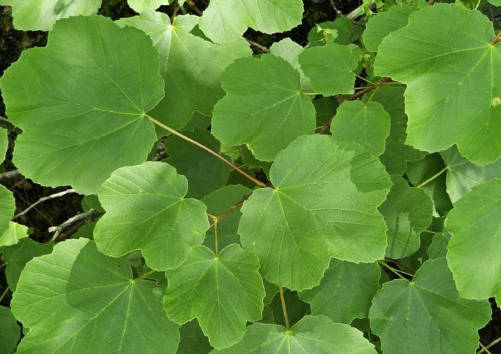 Acer opalus