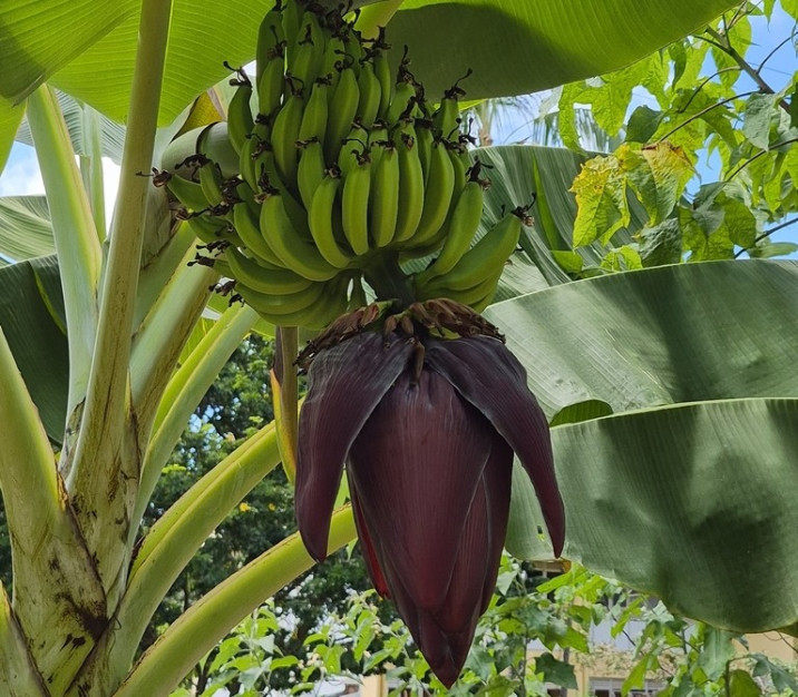 Musa × paradisiaca