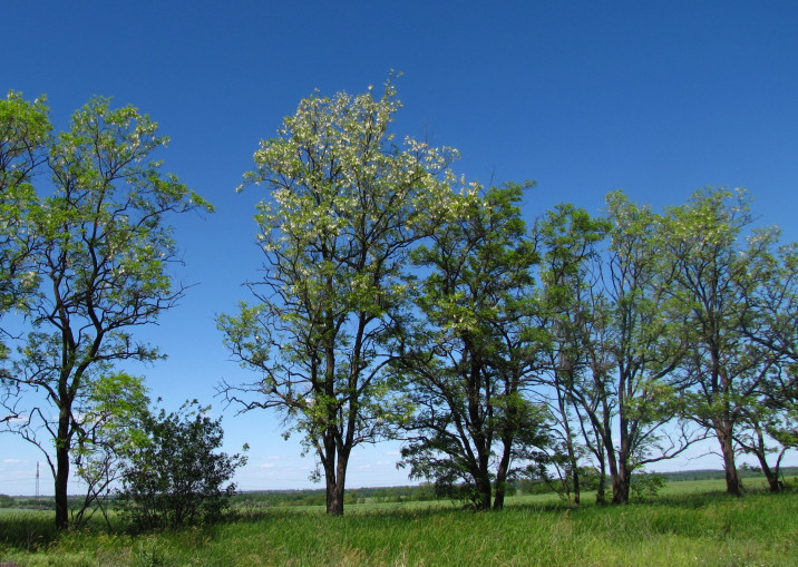 Robinia pseudoacacia