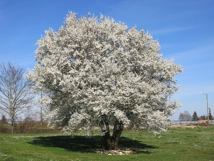 Prunus avium