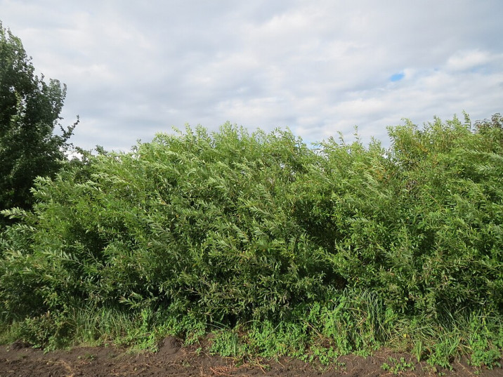 Salix purpurea