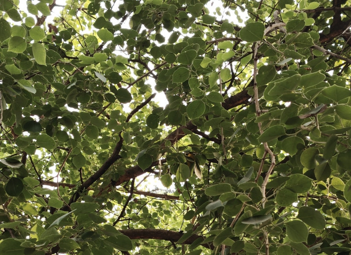 Dalbergia sissoo