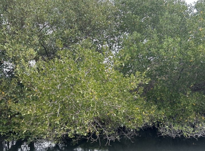 Avicennia marina
