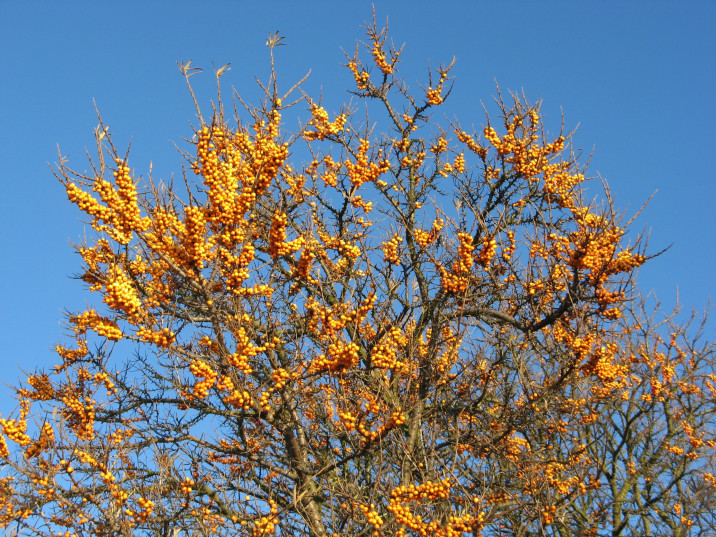 Hippophae rhamnoides
