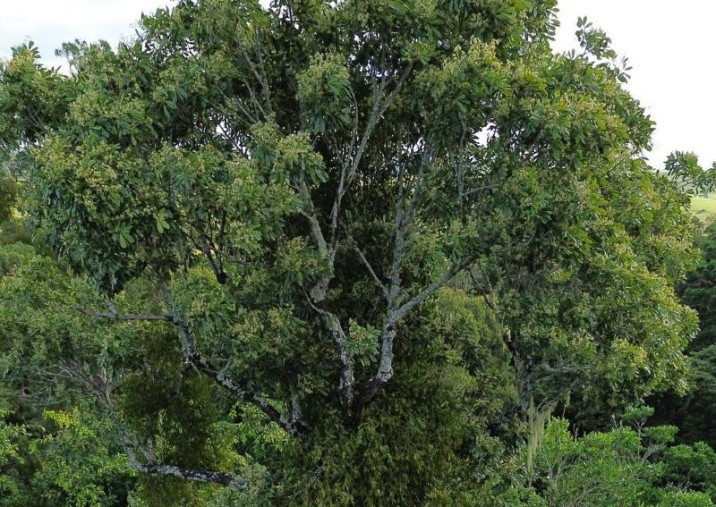 Argyrodendron actinophyllum