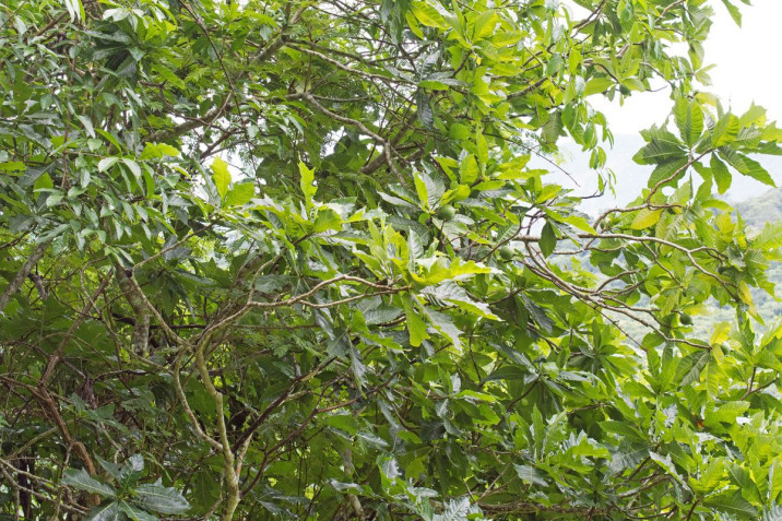 Genipa infundibuliformis