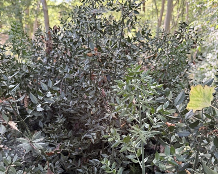 Ruscus aculeatus