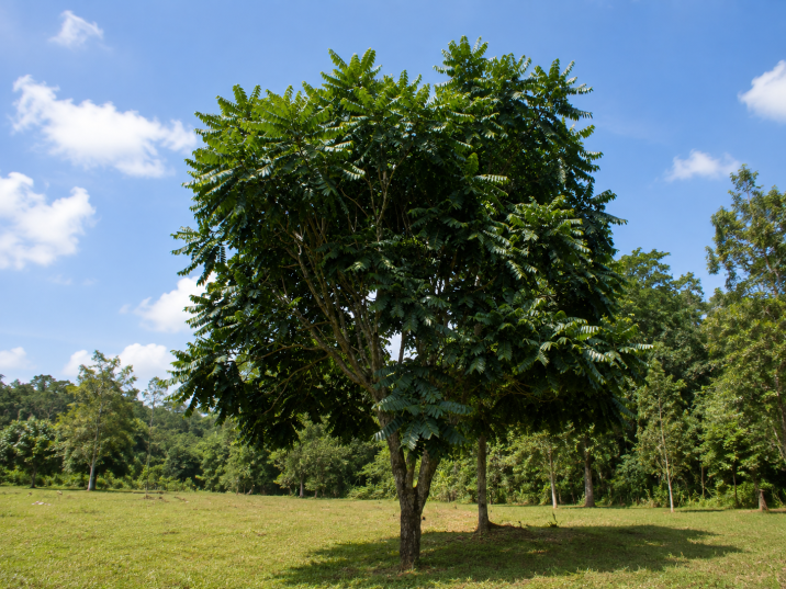 Cedrela fissilis