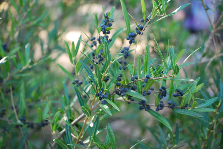 Phillyrea angustifolia