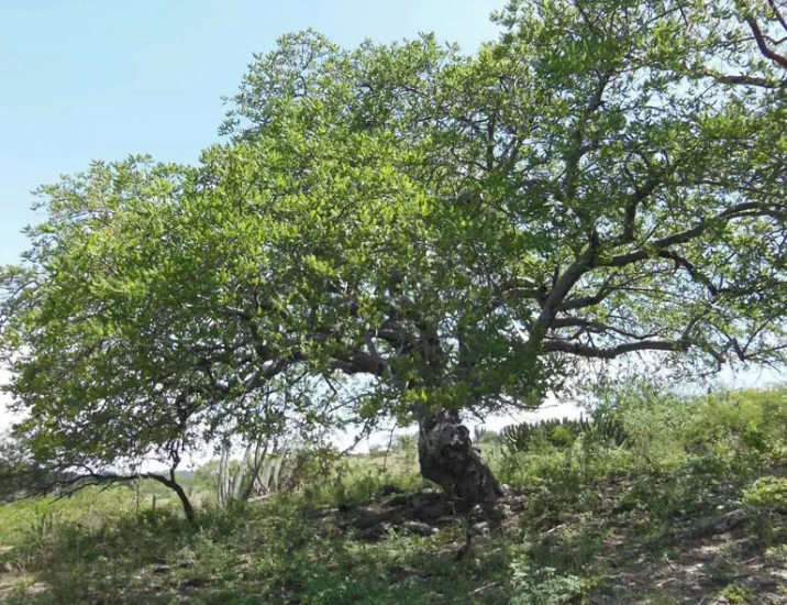 Cyrtocarpa procera