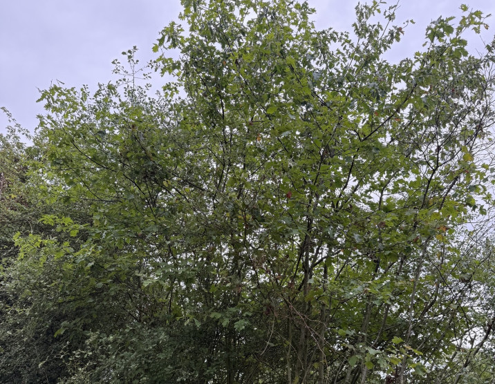 Sorbus torminalis