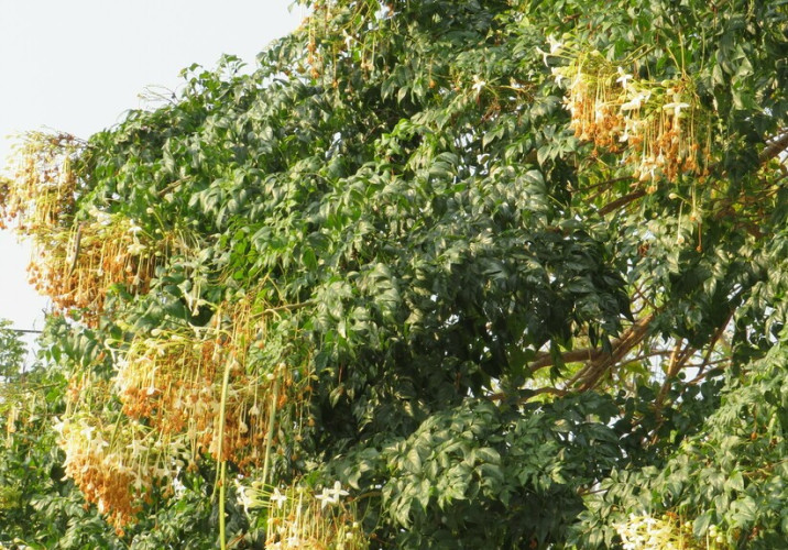 Millingtonia hortensis