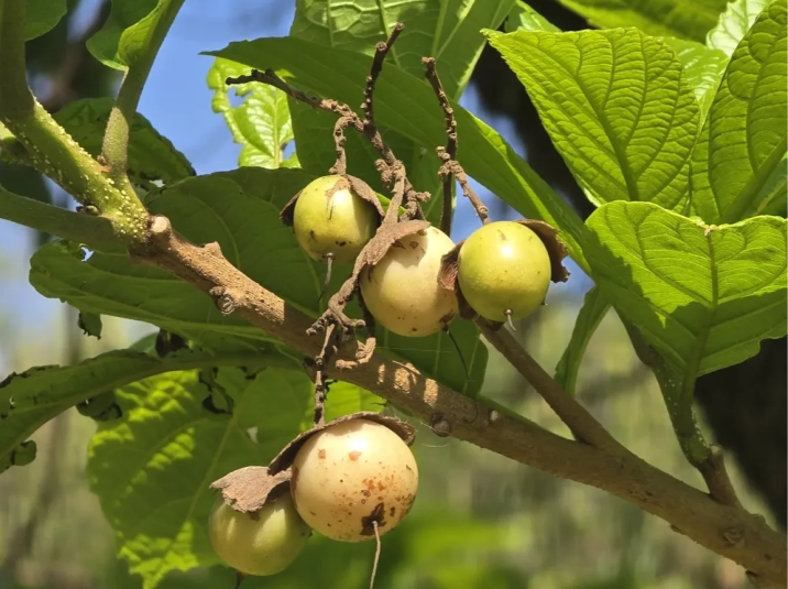 Cordia superba