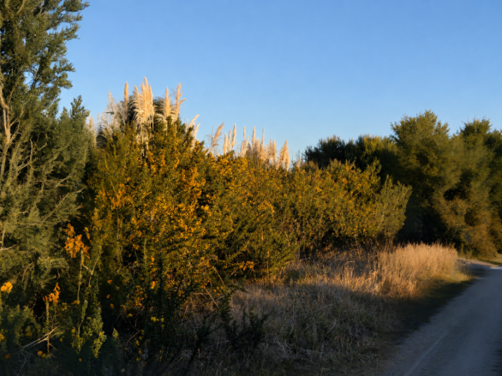 Ulex europaeus