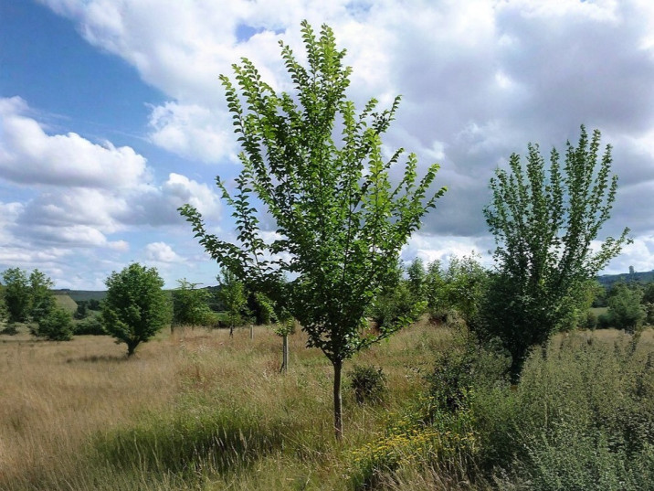 Ulmus Lutece