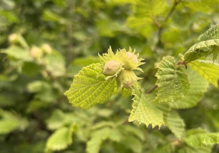 Corylus avellana