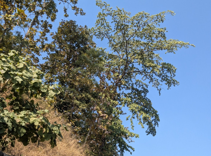 Haldina cordifolia